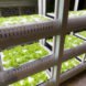 Shelves of bright leafy greens under bright white lighting
