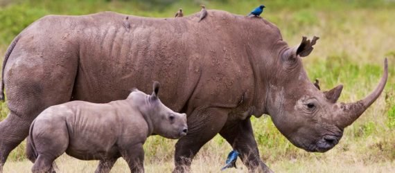 An adult rhinoceros walking with its calf