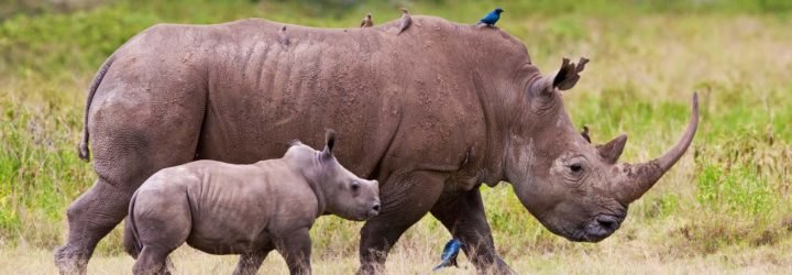 An adult rhinoceros walking with its calf
