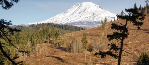 A deforested area in front of a snowy mountain