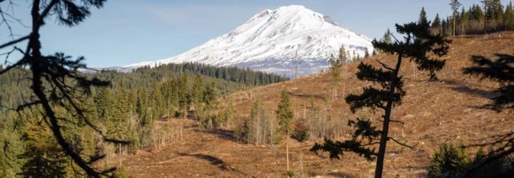 A deforested area in front of a snowy mountain