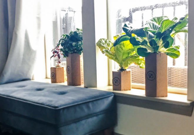 plants growing in cardboard chambers in a windowsill