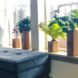 plants growing in cardboard chambers in a windowsill