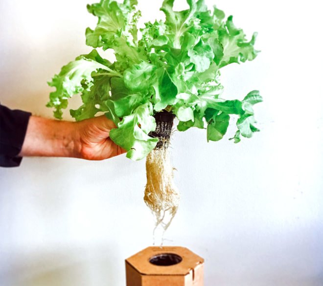 hand pulling plant from the cardboard pod