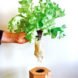 hand pulling plant from the cardboard pod