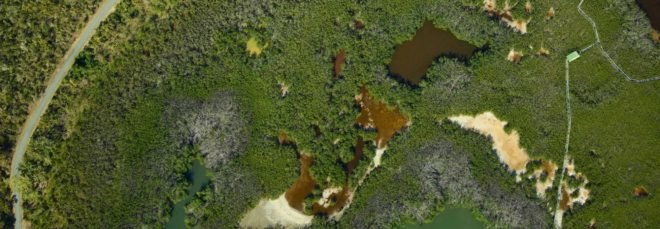 An aerial image of damaged forests in Puerto Rico after Hurricane Maria