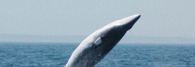 Minke whale breaching