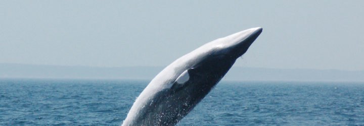 Minke whale breaching