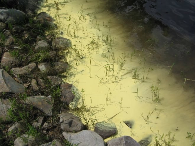 Pollen washes up on shore with rocks and plants