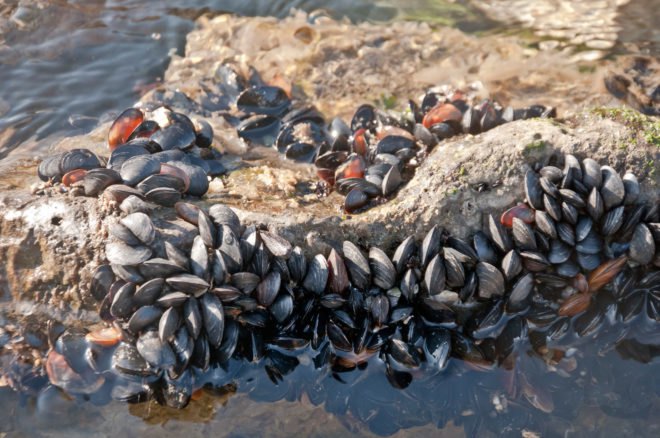 Mussels on rocks