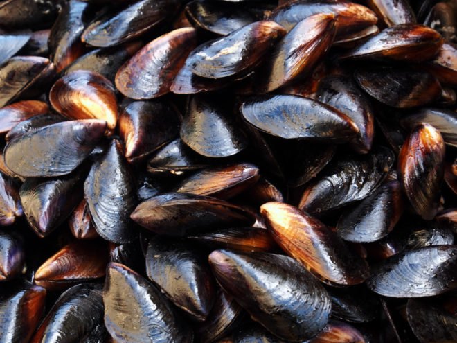 Several mussels