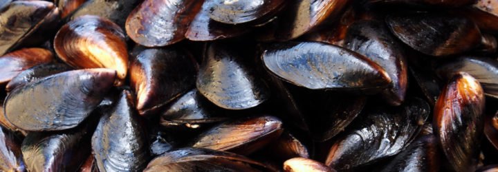 Several mussels