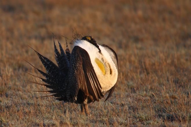A Greater Sage-Grouse on the prairie at dusk