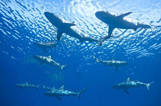 Sharks swimming underwater