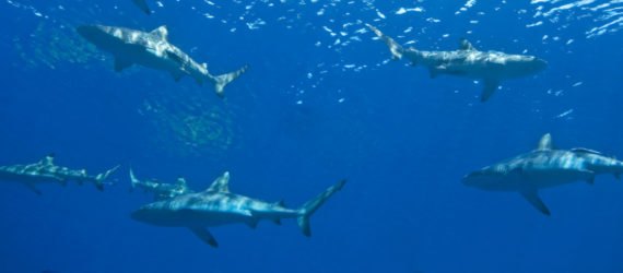 Sharks swimming together underwater