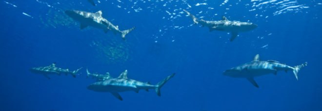Sharks swimming together underwater