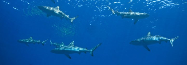 Sharks swimming together underwater
