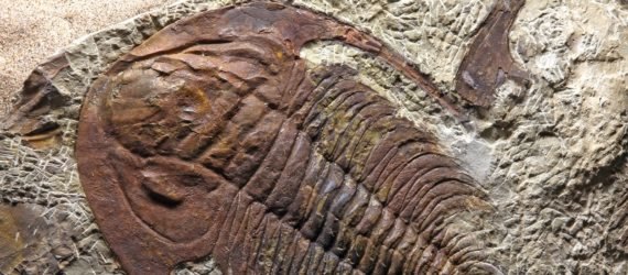 A close-up photo of an intact trilobite fossil