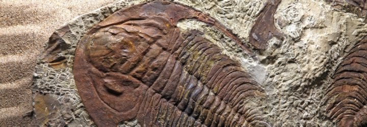 A close-up photo of an intact trilobite fossil