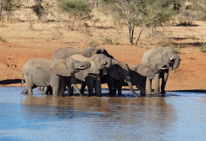 Elephants drinking water