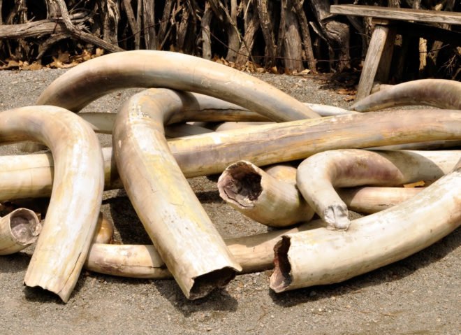 Pile of ivory tusks