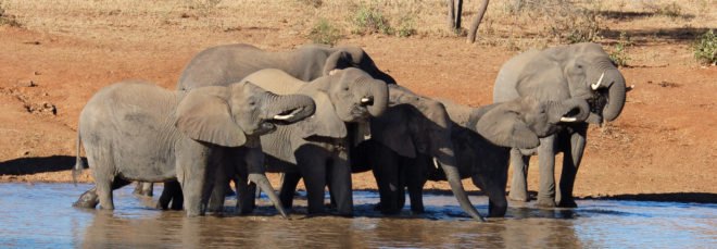 Elephant herd drinking water