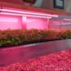 A shelf of crops
