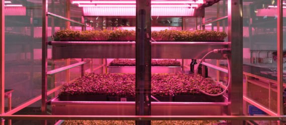 Shelves of green plants under a red light