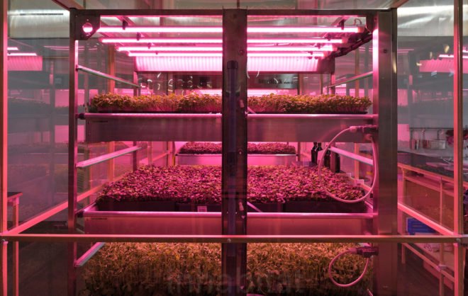 Shelves of green plants under a red light