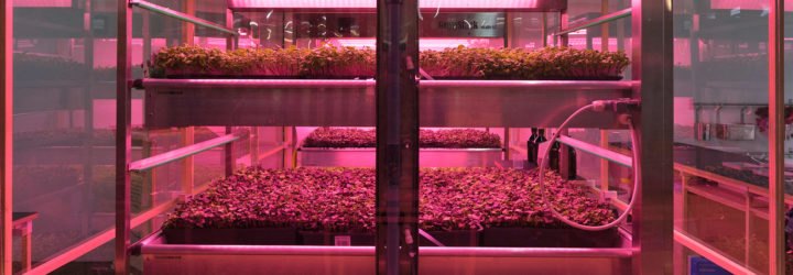 Shelves of green plants under a red light