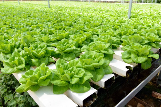 Close-up of leafy green plants in a vertical farm