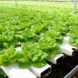 Close-up of leafy green plants in a vertical farm