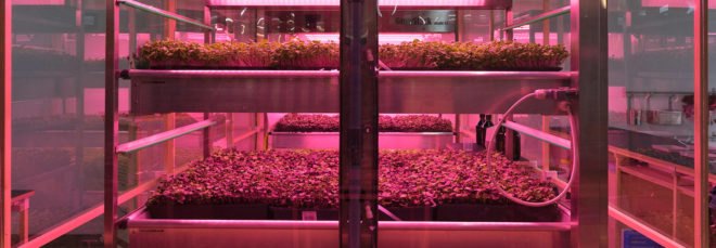 Shelves of green plants under a red light