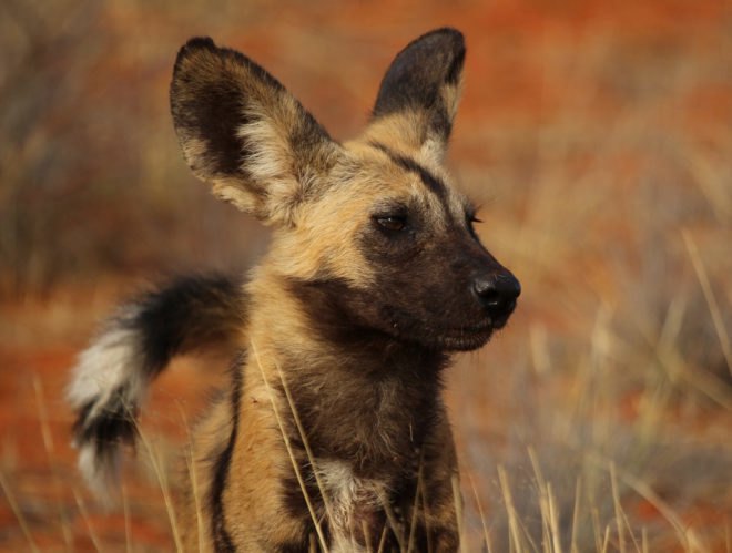 African wild dog looking off to the side