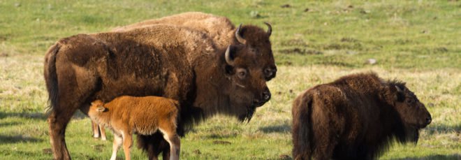Bison on grass at Yellowstone National Park