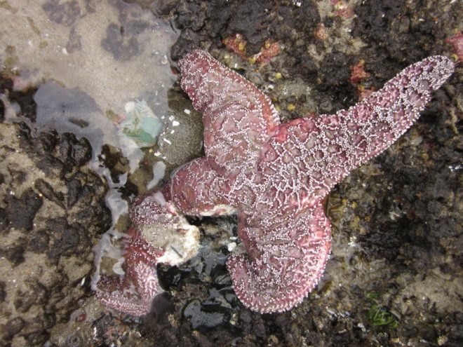 Purple ochre sea star with one arm partially dissolved and disintegrating in the water