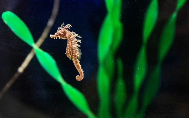 Frito, a female lined seahorse