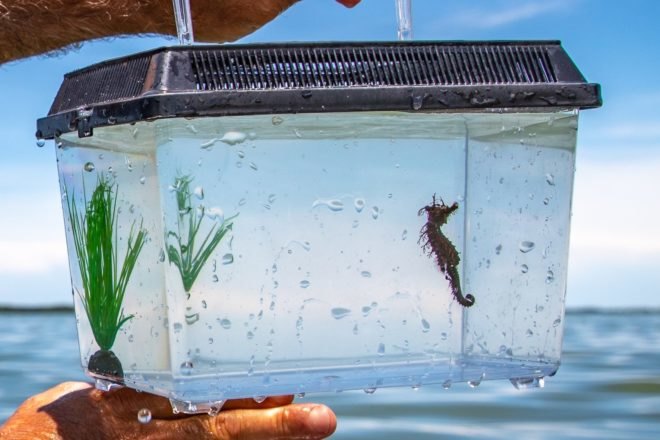 Close up of man holding small fish tank with seahorse inside