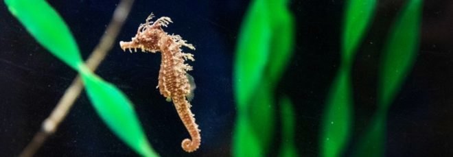 Frito, a female lined seahorse