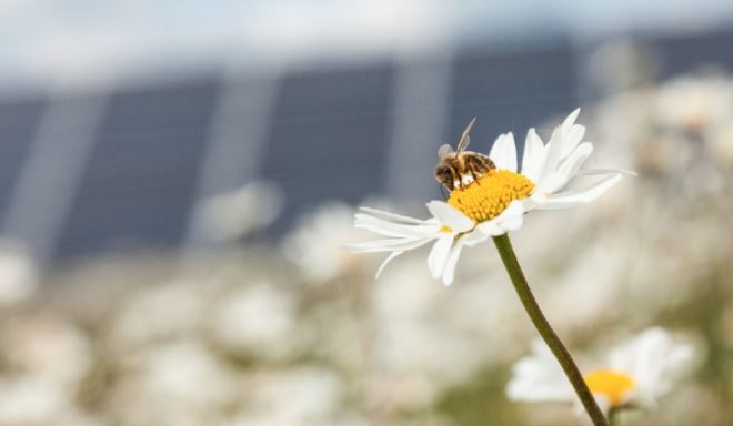 Close-up image of a honey bee landed on a flower with solar panels in the background