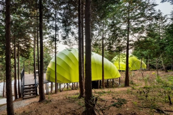 a light green pod in a forest