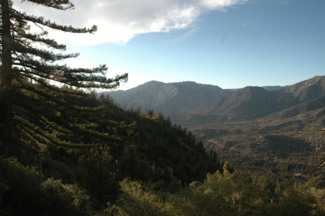 Tree and greenery with mountains in distance