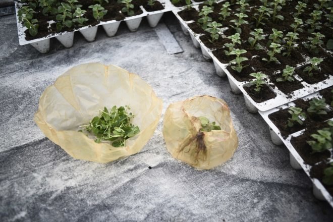 scoby packing open and closed around food items