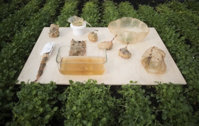 different types of food items wrapped in organic plastic substitute