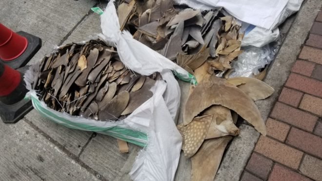 Shark fins including whale shark fins and possibly oceanic white tip fins