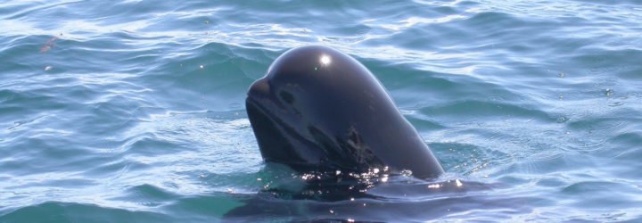 A pilot whale swimming with its head above water