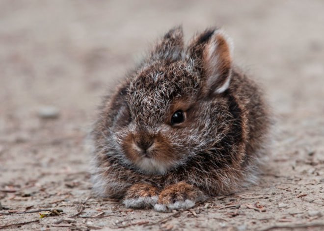 Small brown snowshoe hare