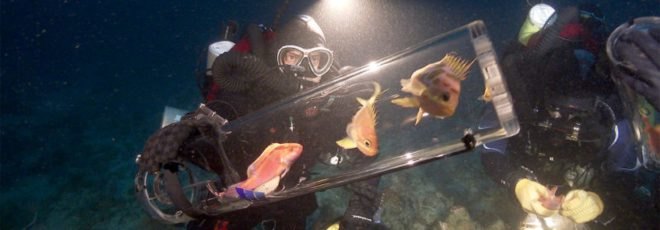 A deep sea diver and a SubCAS device filled with fish at night