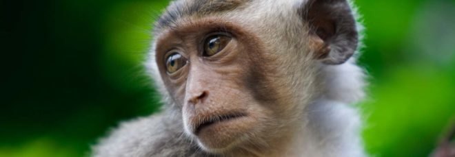 A close-up of a macaque monkey