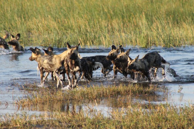 Pack of African wild dogs running through a river